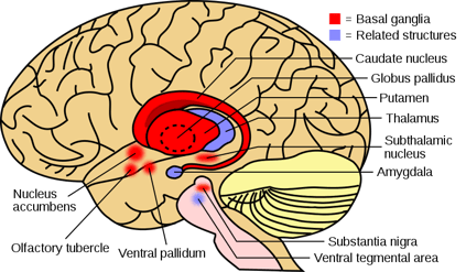 800px-Basal_ganglia_and_related_structures_(2).svg