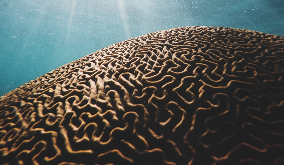 KDH Collective | Neurodiversity - Affirming Therapy