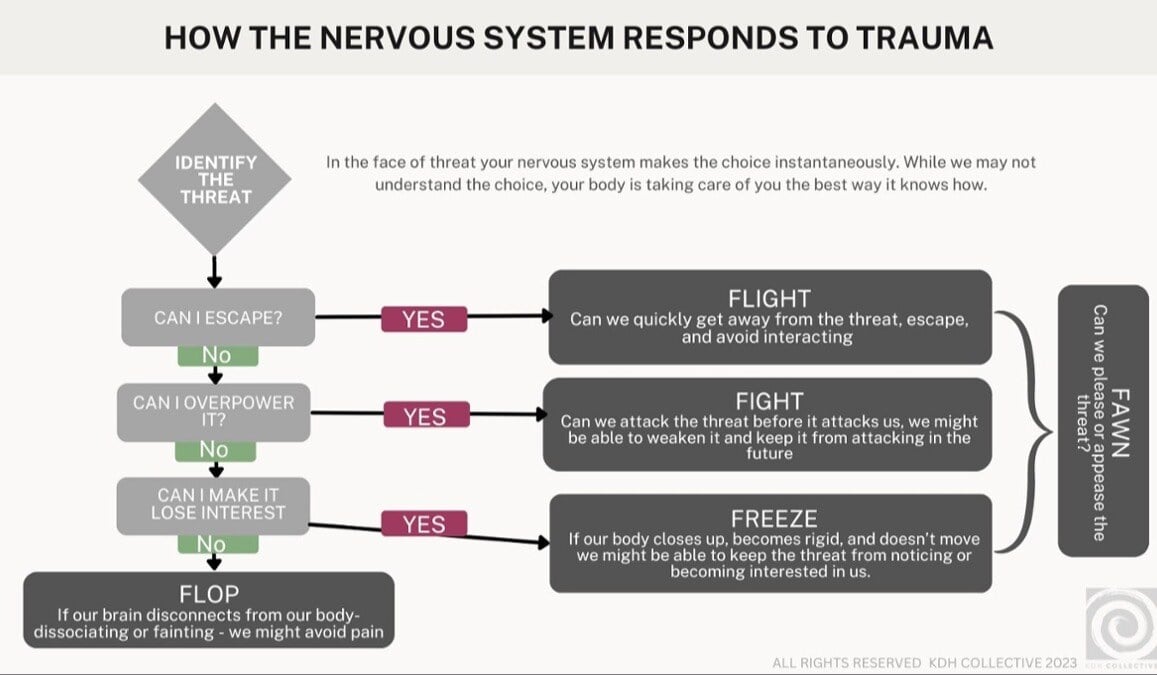Image of the nervous systems response to trauma which is fight, flight, freeze, fawn, and flop