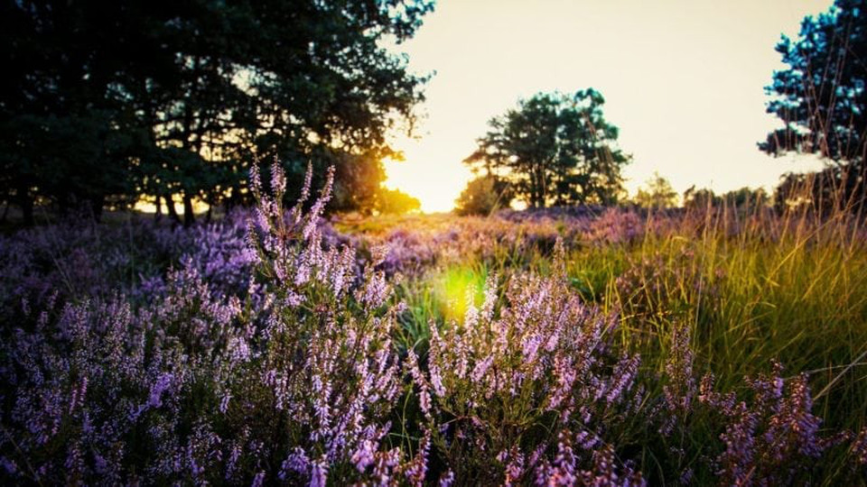 Mindfulness | Guided Meditations
