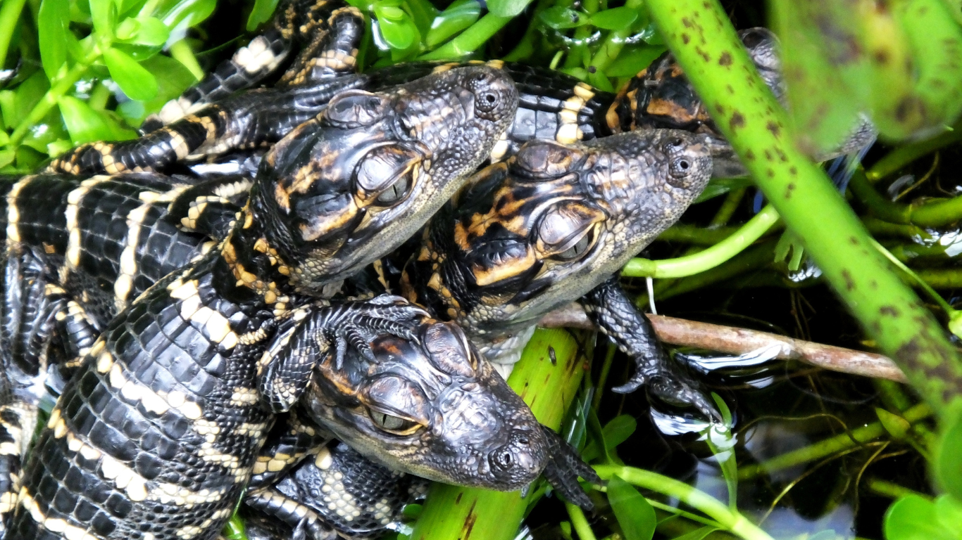 scaly friends